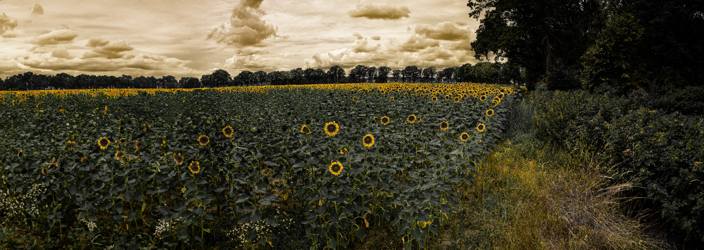 Sonnenblumenfeld - Gelb 