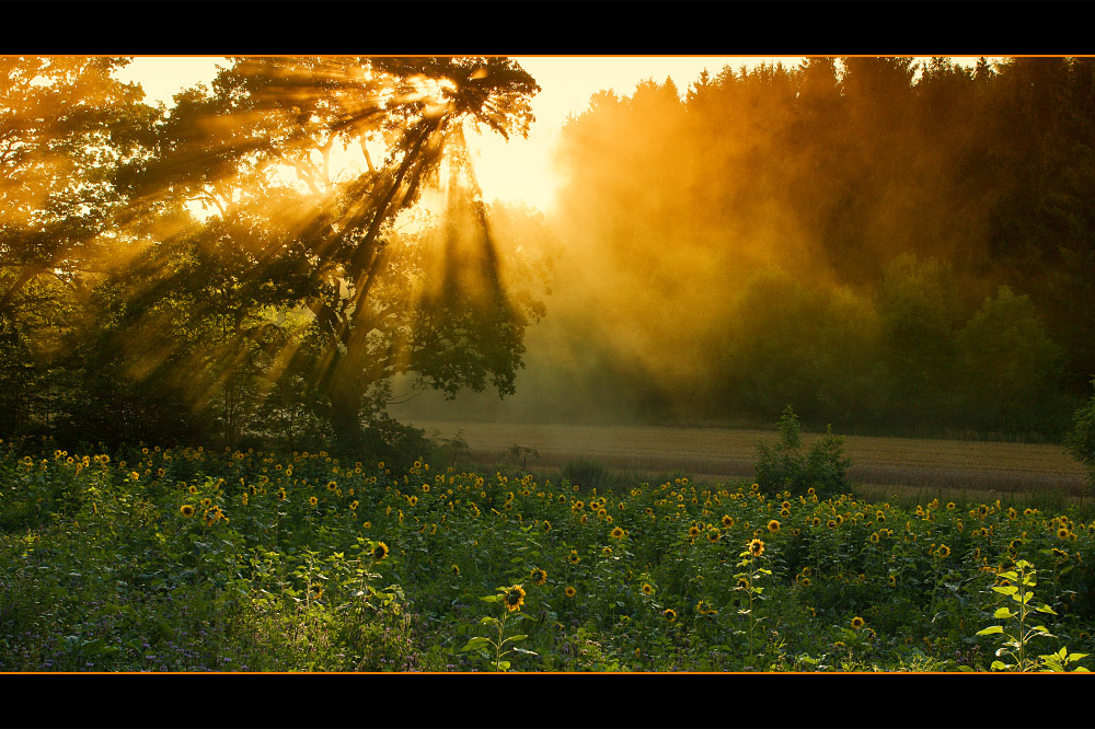 Sonnenblumenfeld im Abendlicht