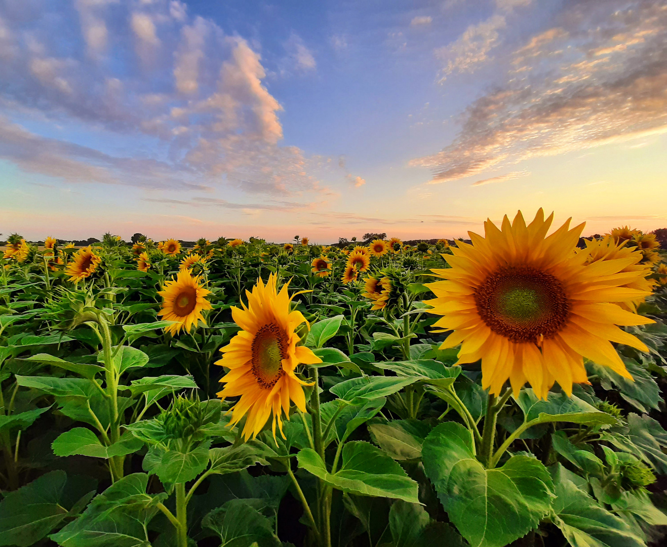 Sonnenblumenfeld im Abendlicht 