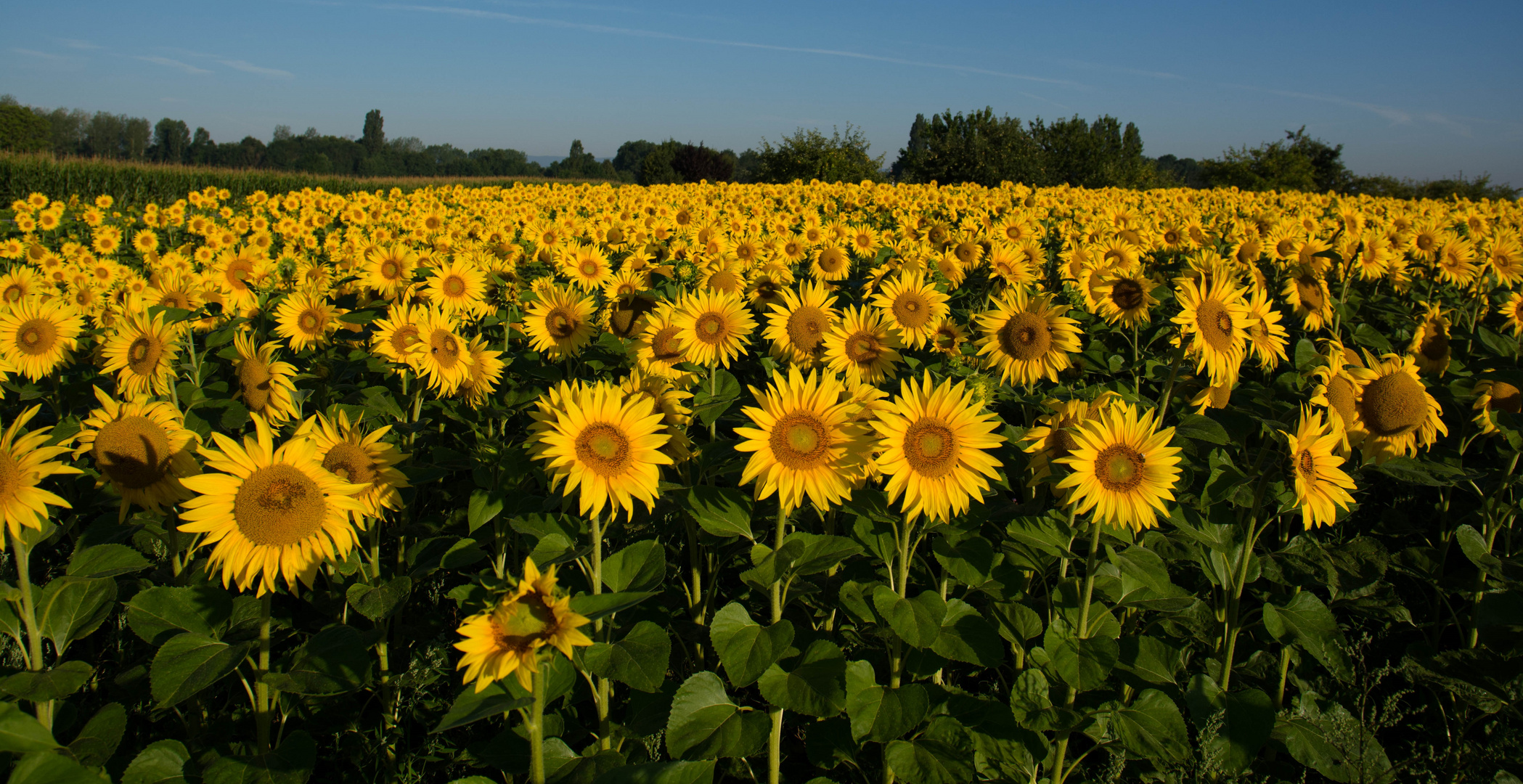 Sonnenblumenfeld im Elsass