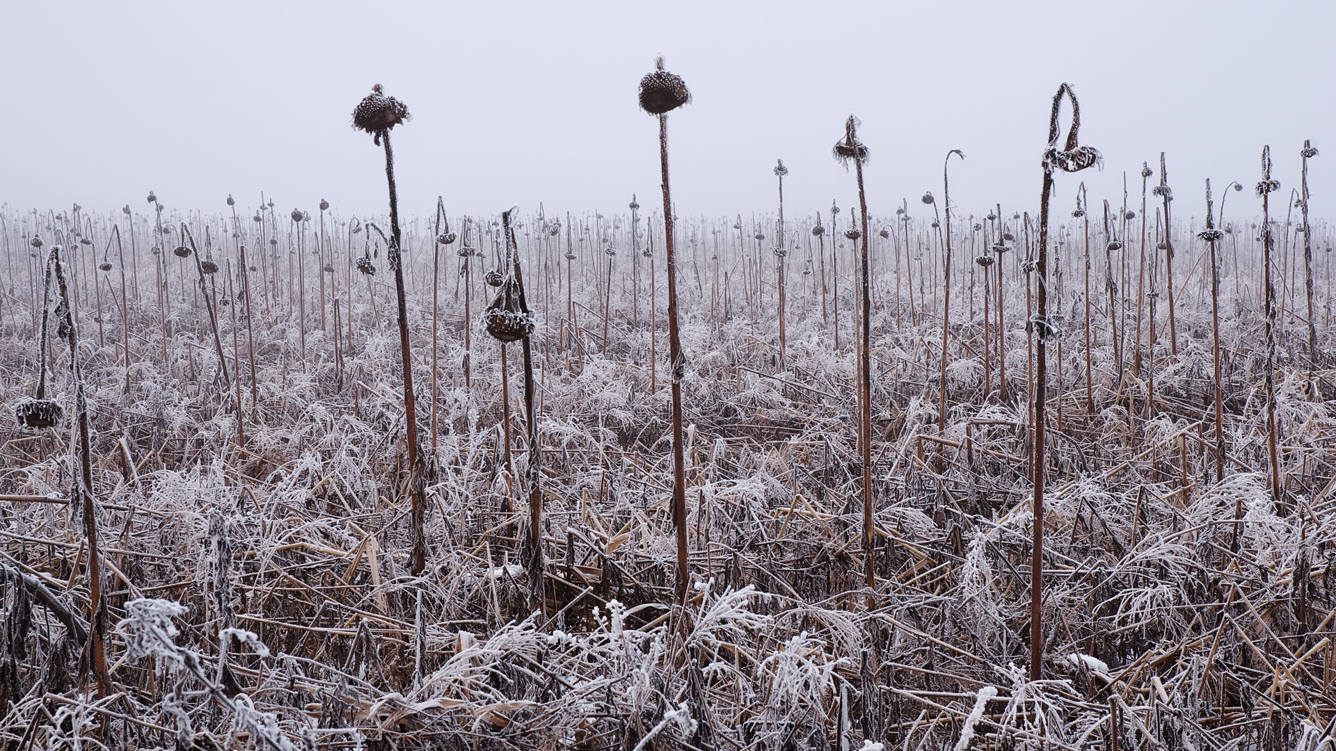 Sonnenblumenfeld im Frost