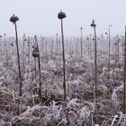 Sonnenblumenfeld im Frost