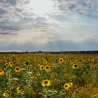 sonnenblumenfeld im gegenlicht