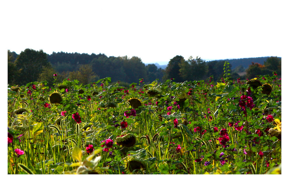 Sonnenblumenfeld im Herbst