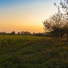 Sonnenblumenfeld im Kraichgau