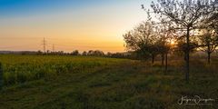 Sonnenblumenfeld im Kraichgau