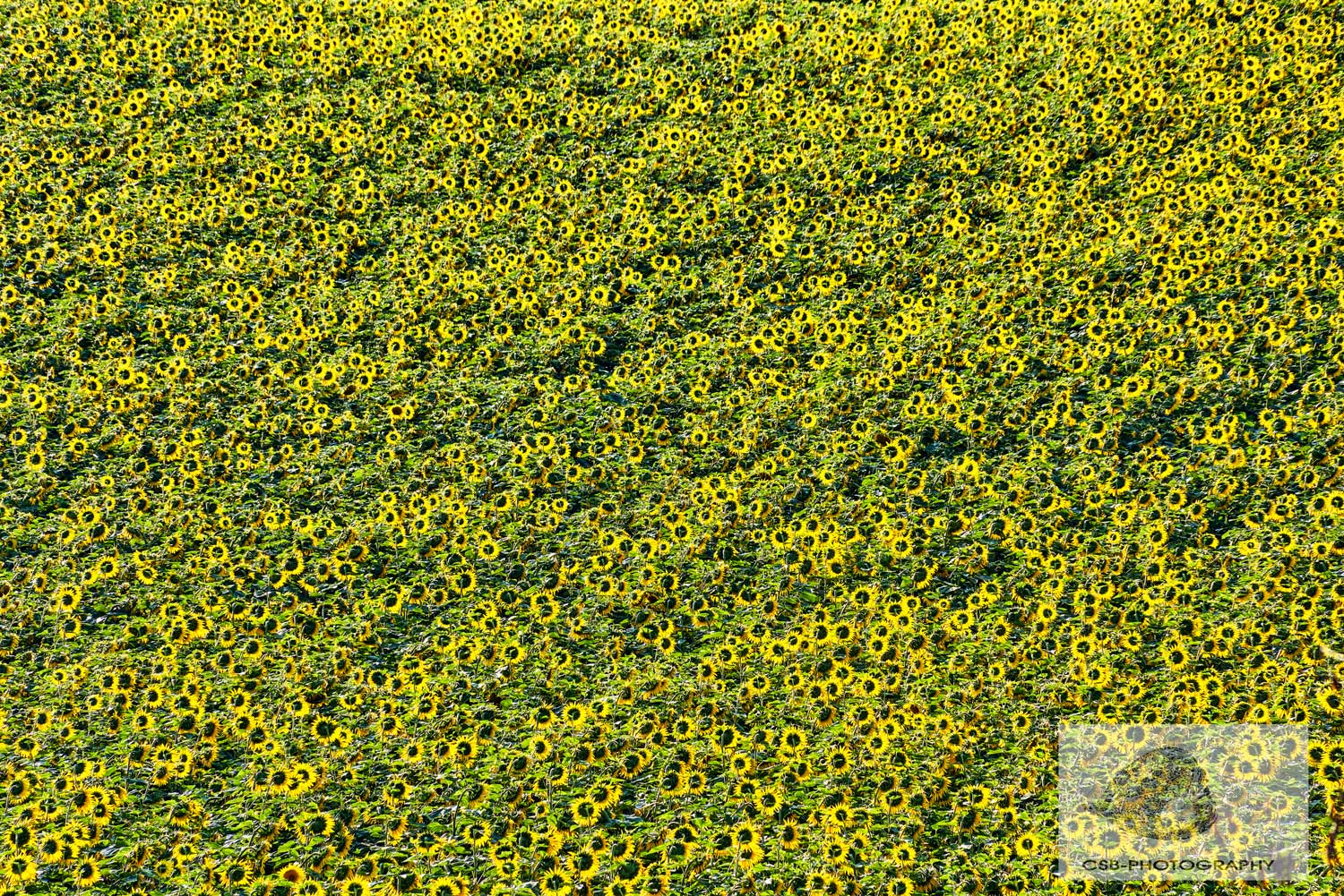 Sonnenblumenfeld im Laufental