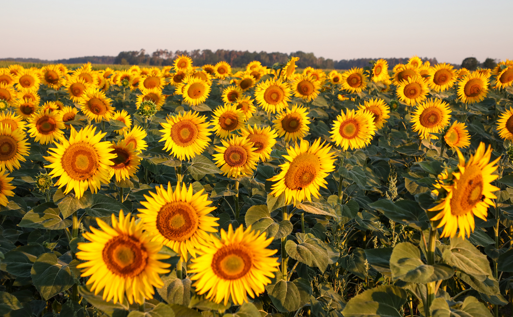 Sonnenblumenfeld  im Morgenlicht