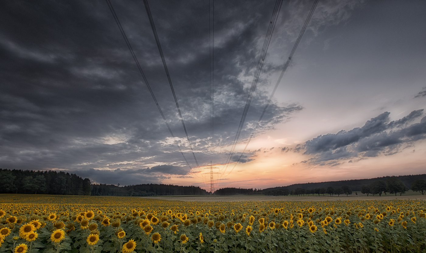 Sonnenblumenfeld im östlichen Allgäu