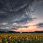 Sonnenblumenfeld im östlichen Allgäu