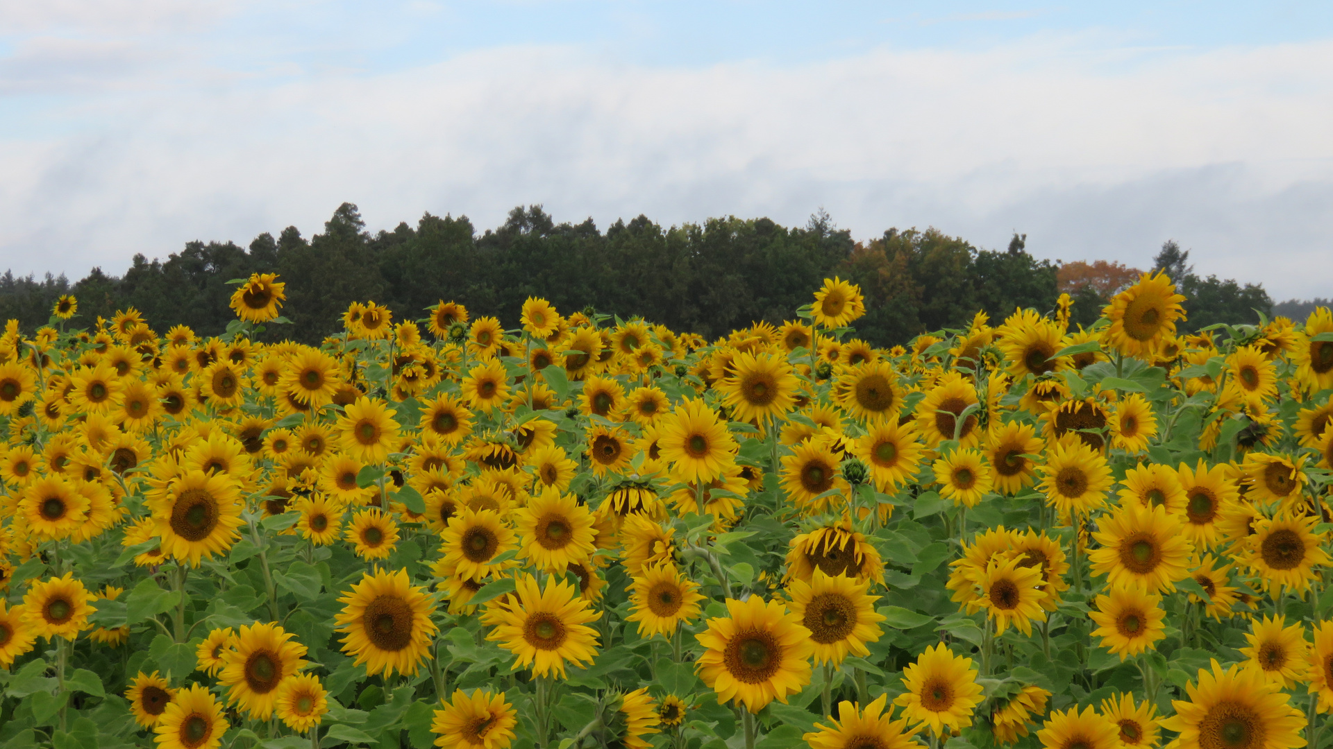 Sonnenblumenfeld im Oktober