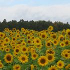 Sonnenblumenfeld im Oktober