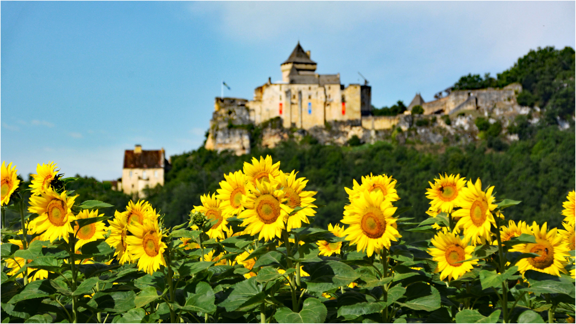 Sonnenblumenfeld im Perigord ...