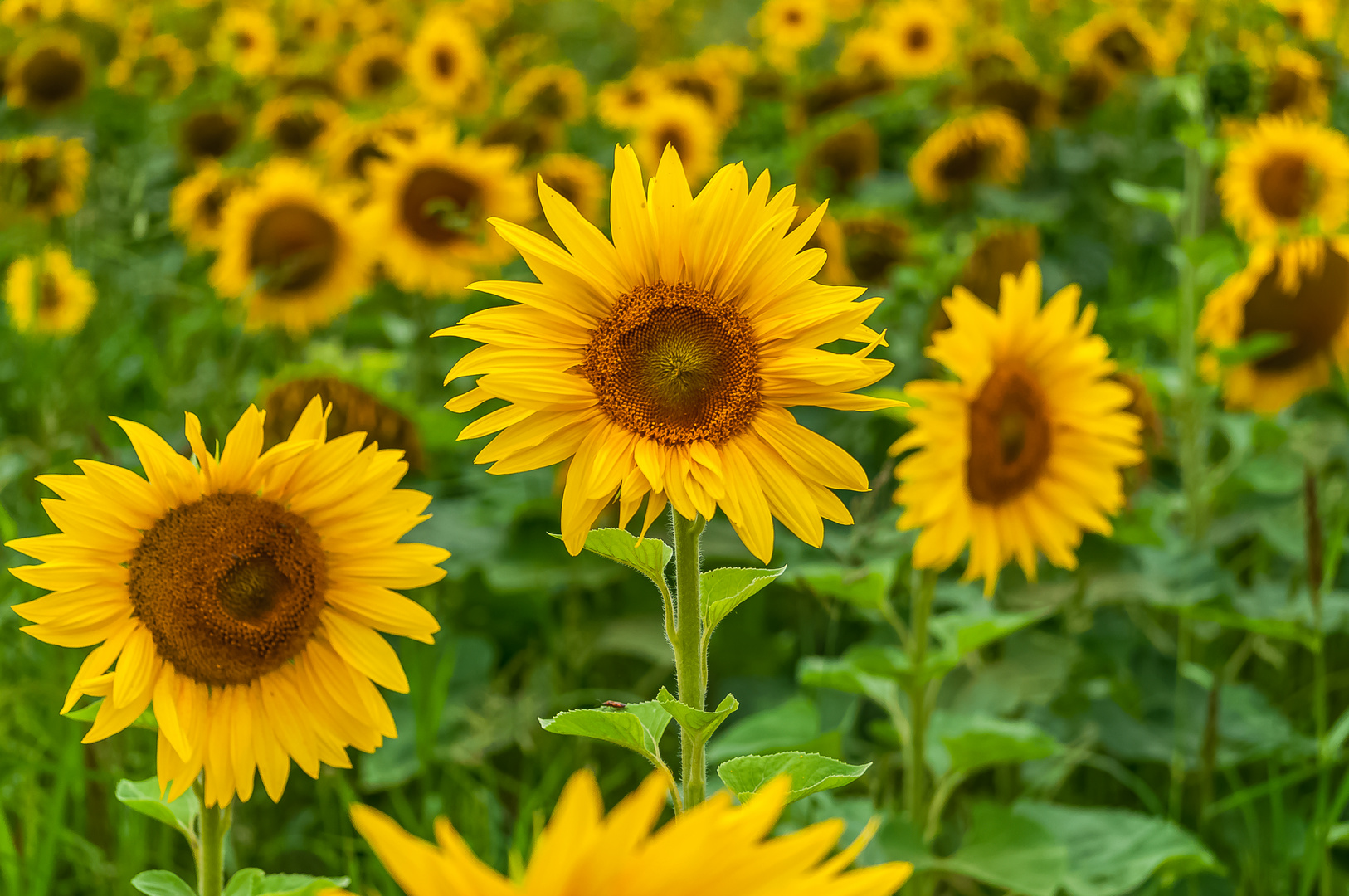 Sonnenblumenfeld im Sommer