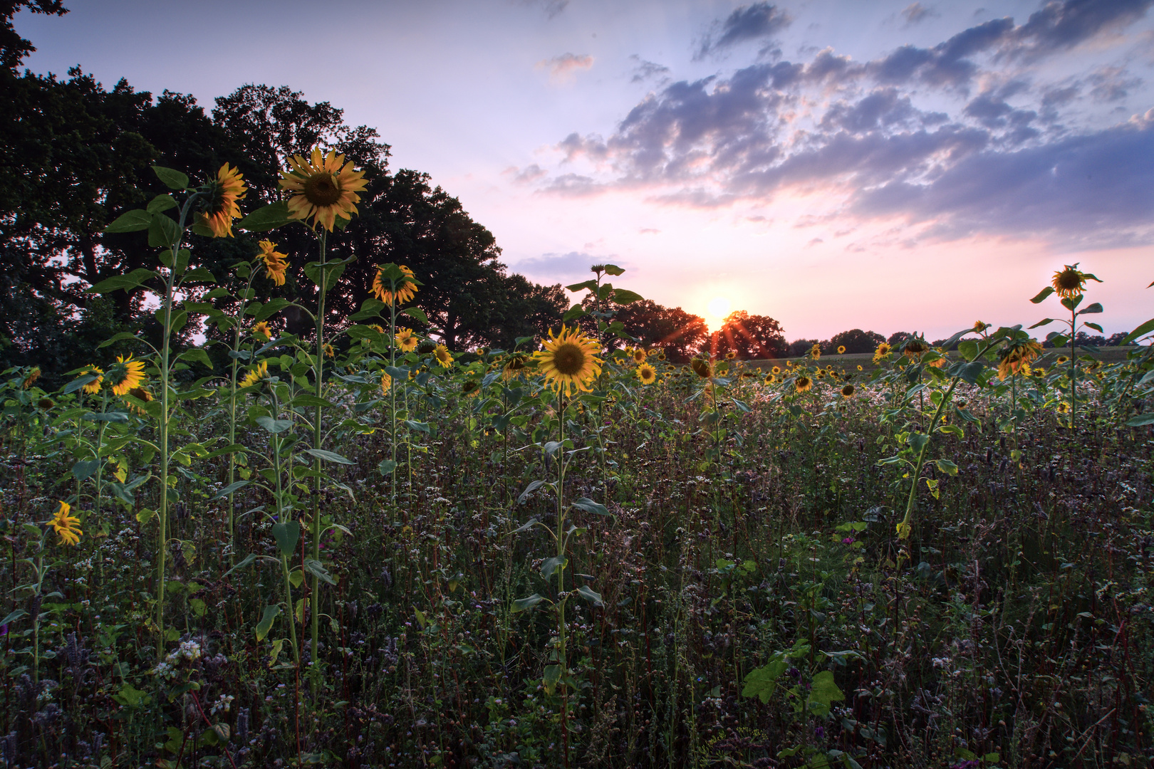 Sonnenblumenfeld im Sonnenuntergang 