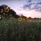 Sonnenblumenfeld im Sonnenuntergang 