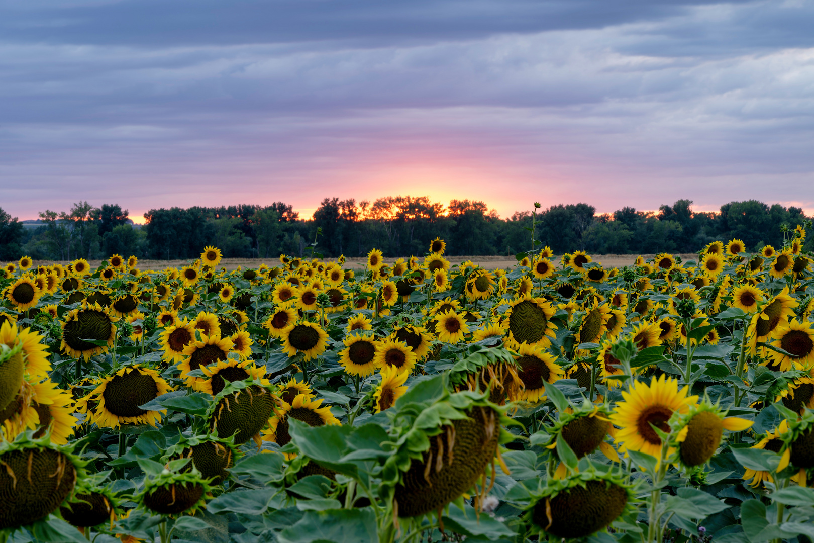 Sonnenblumenfeld im Sonnenuntergang