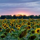 Sonnenblumenfeld im Sonnenuntergang