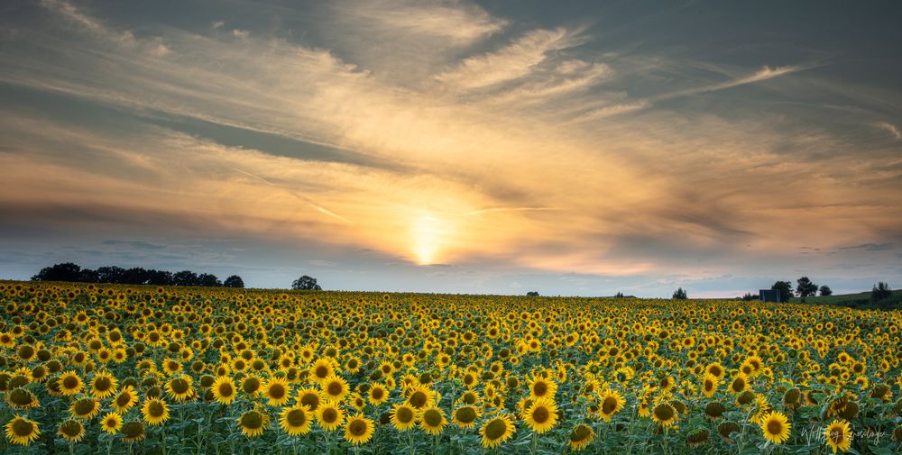 Sonnenblumenfeld im Sonnenuntergang