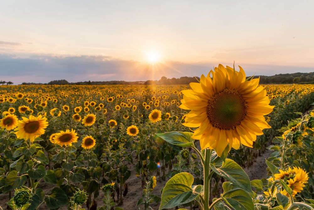 Sonnenblumenfeld im Sonnenuntergang Foto & Bild sonnenuntergang