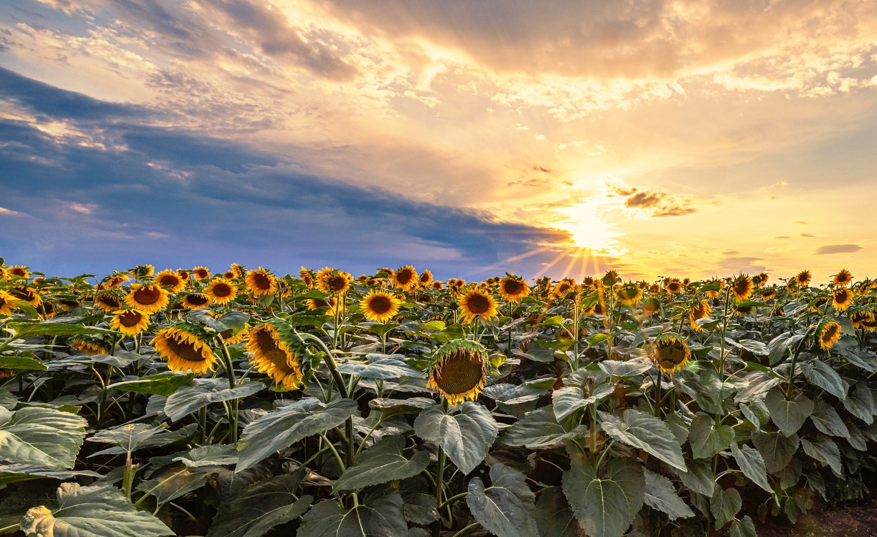 Sonnenblumenfeld im Sonnenuntergang