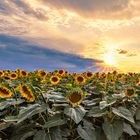 Sonnenblumenfeld im Sonnenuntergang