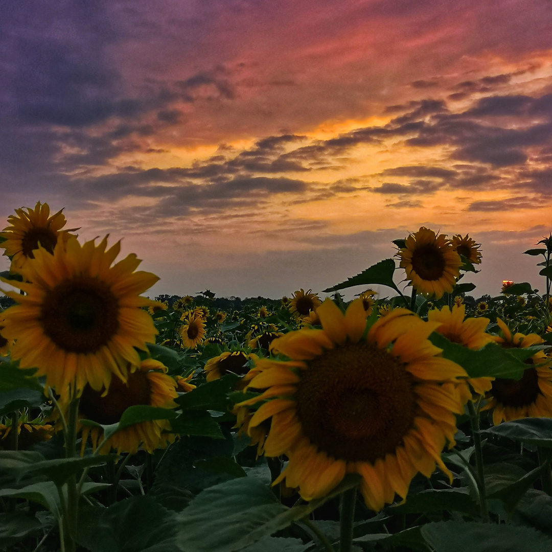 Sonnenblumenfeld im Sonnenuntergang 