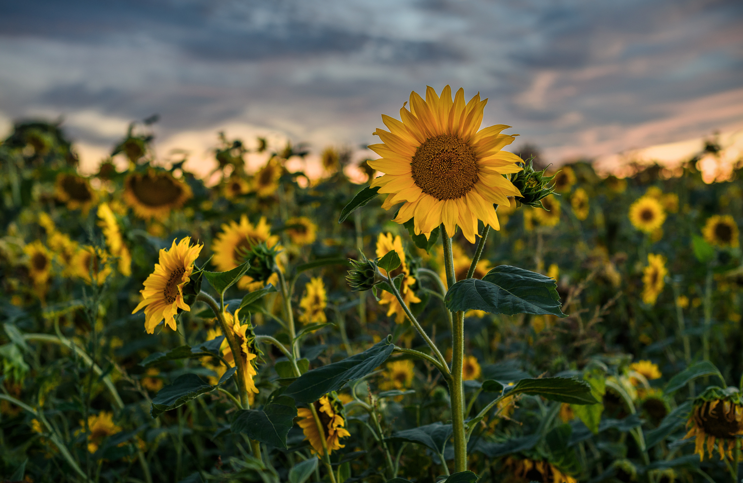  Sonnenblumenfeld im Sonnenuntergang...