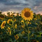  Sonnenblumenfeld im Sonnenuntergang...