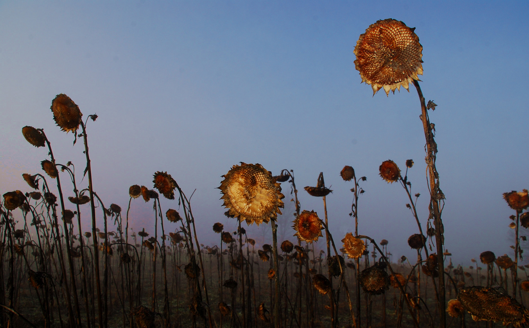 Sonnenblumenfeld im Winter