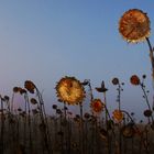 Sonnenblumenfeld im Winter