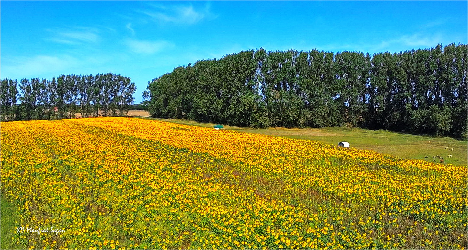 Sonnenblumenfeld in der Nähe der Hansestadt Stralsund