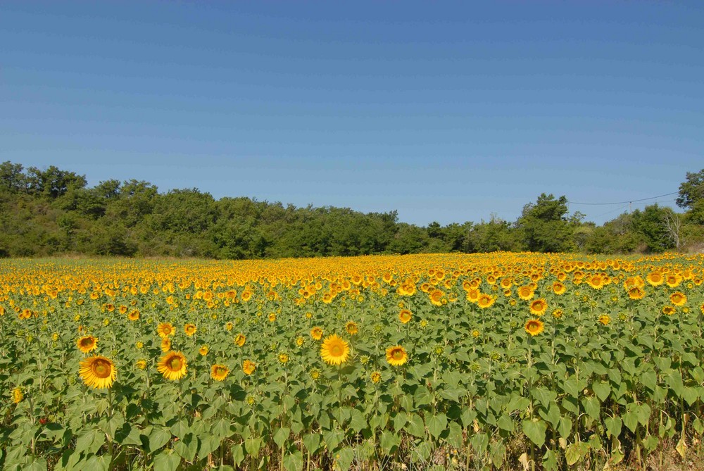 Sonnenblumenfeld in der Provence _ 2