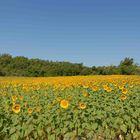 Sonnenblumenfeld in der Provence _ 2