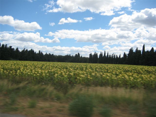 Sonnenblumenfeld in der Provence