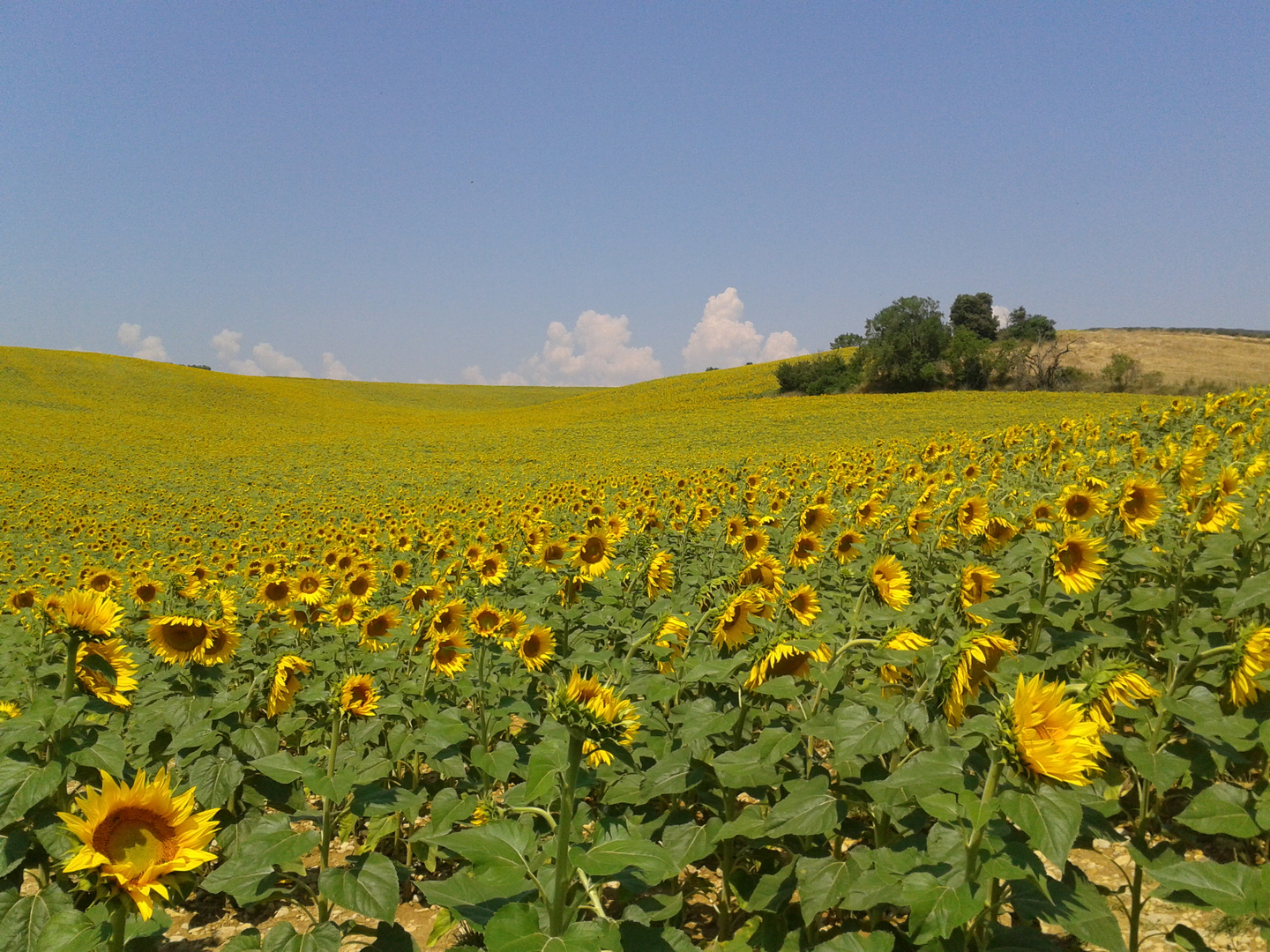 Sonnenblumenfeld in der Provence