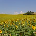 Sonnenblumenfeld in der Provence