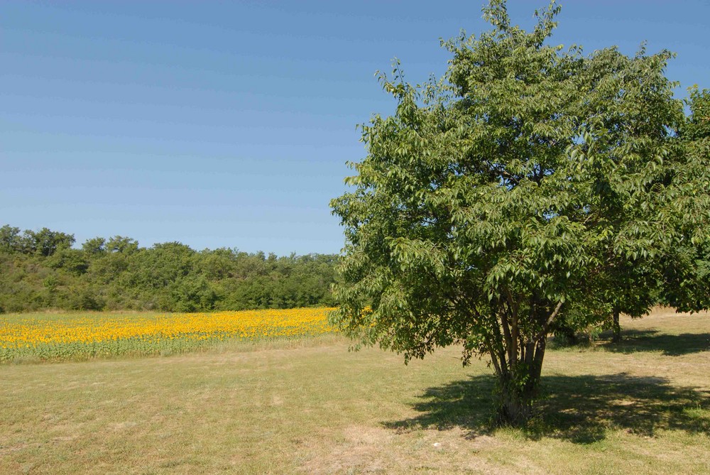 Sonnenblumenfeld in der Provence