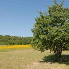 Sonnenblumenfeld in der Provence