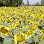 Sonnenblumenfeld in der Rhoneebene bei Lapalud