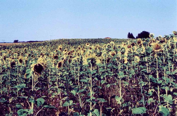 sonnenblumenfeld in der uckermark