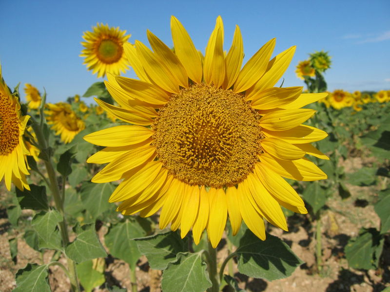 Sonnenblumenfeld in Frankreich