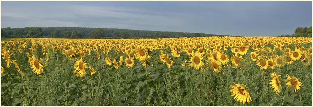 sonnenblumenfeld in gatow