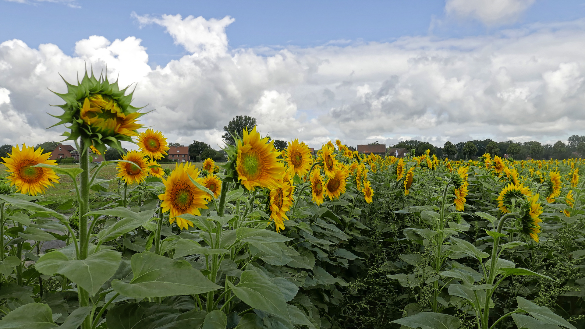 Sonnenblumenfeld in Lünen (Westfalen)