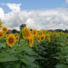 Sonnenblumenfeld in Lünen (Westfalen)