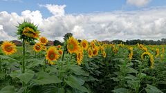 Sonnenblumenfeld in Lünen (Westfalen)