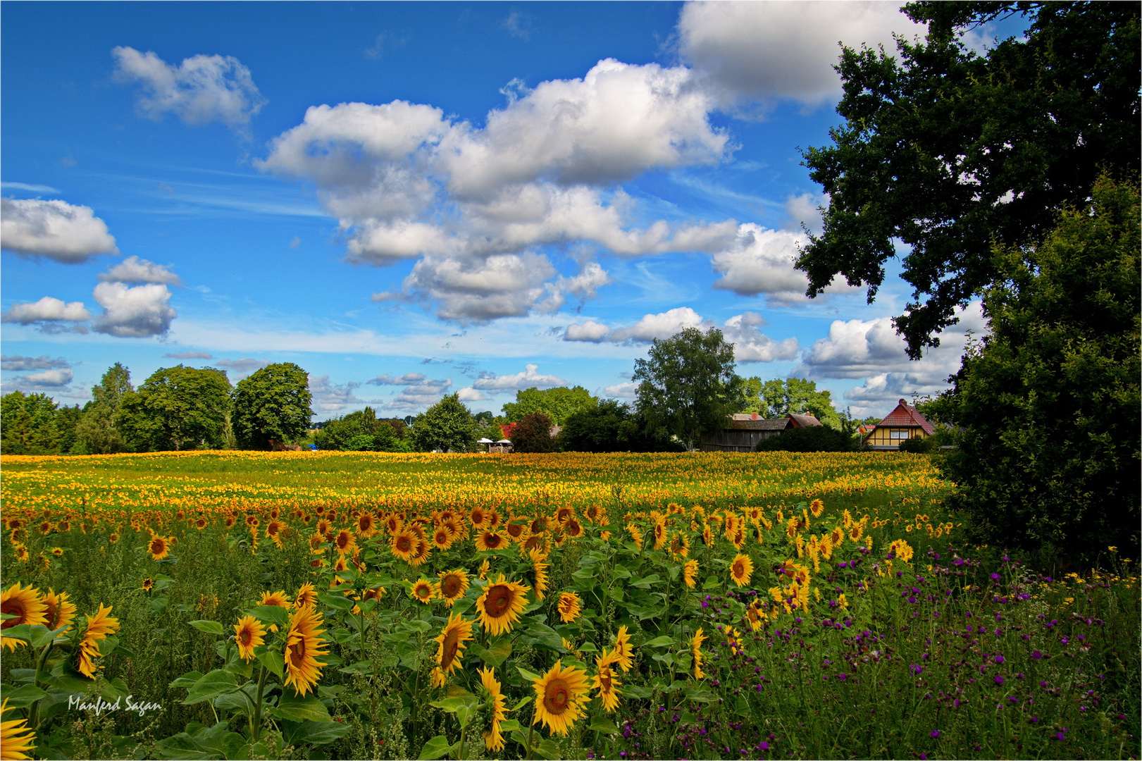 Sonnenblumenfeld in Vorpommern...