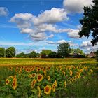 Sonnenblumenfeld in Vorpommern...