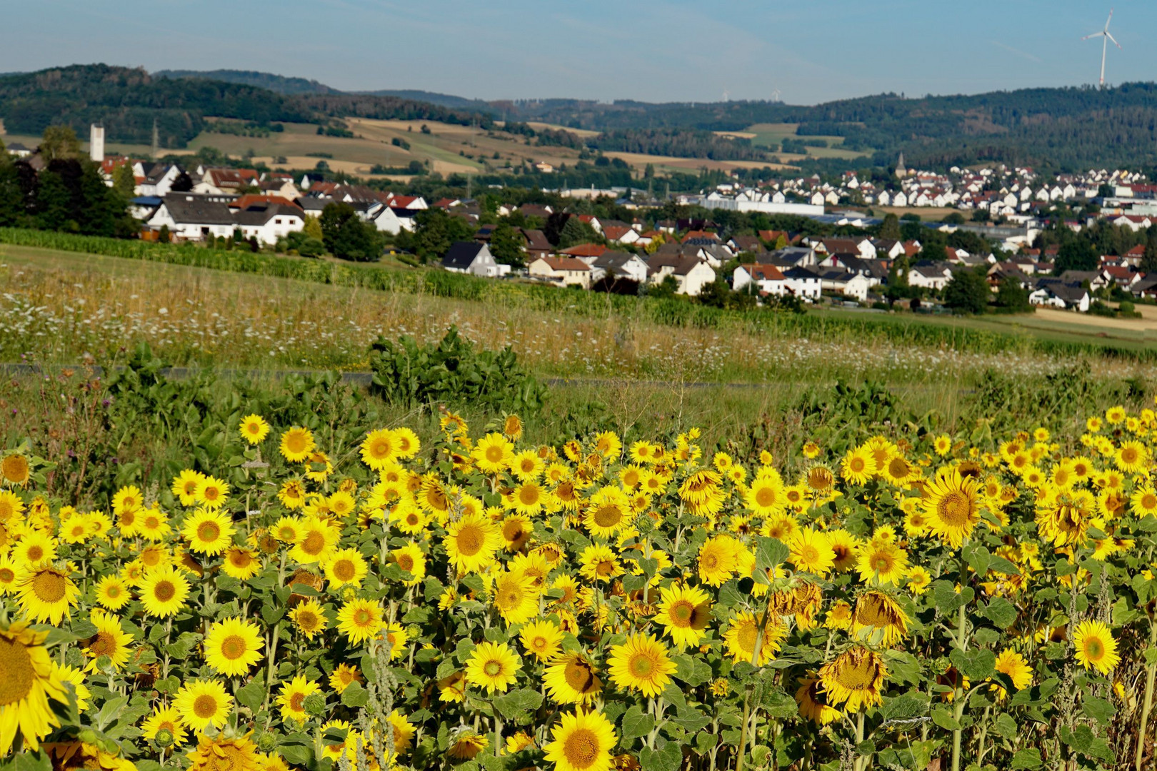  Sonnenblumenfeld mit Blick auf die nähere Heimat