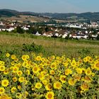  Sonnenblumenfeld mit Blick auf die nähere Heimat